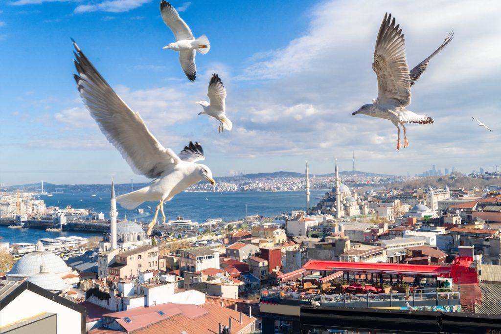 Istanbul cityscape with seagulls soaring over the Golden Horn and historic mosques under a bright blue sky with fluffy clouds.