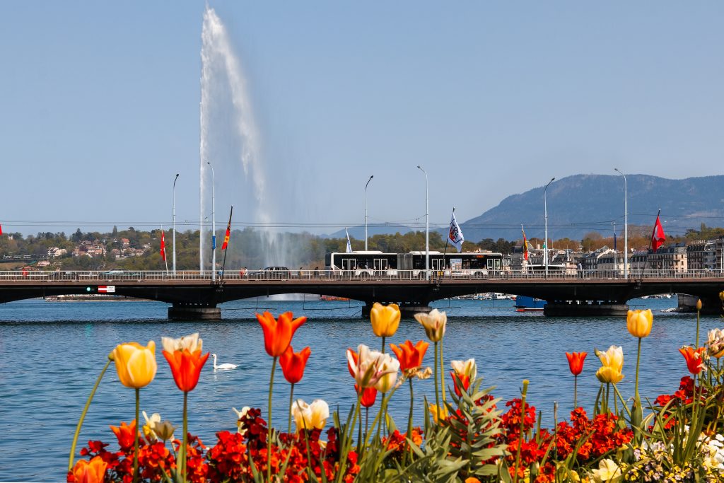 Geneva city view with the iconic Jet d'Eau water fountain, a white swan swimming in Lake Geneva, and colorful spring flowers blooming along the waterfront.
